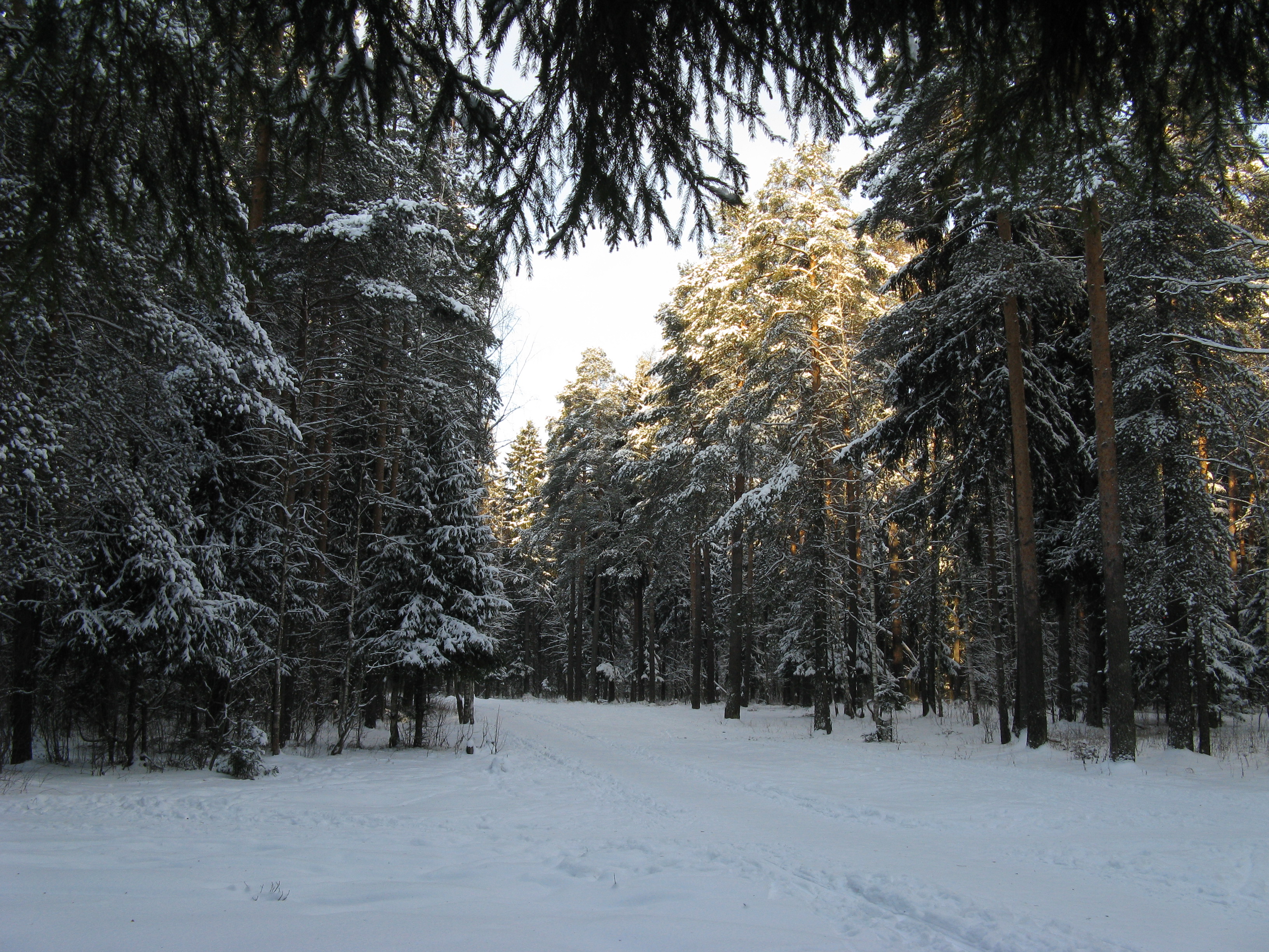Обои Природа зима лес на рабочий стол