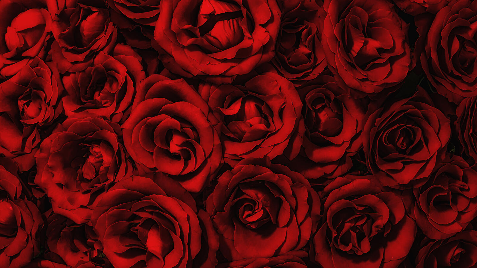 桌面上的壁纸玫瑰花束 红蕾 玫瑰