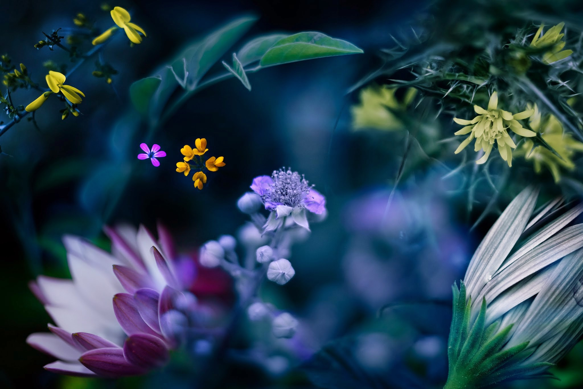 Бесплатное фото Цветы - разнообразие в макросъёмке