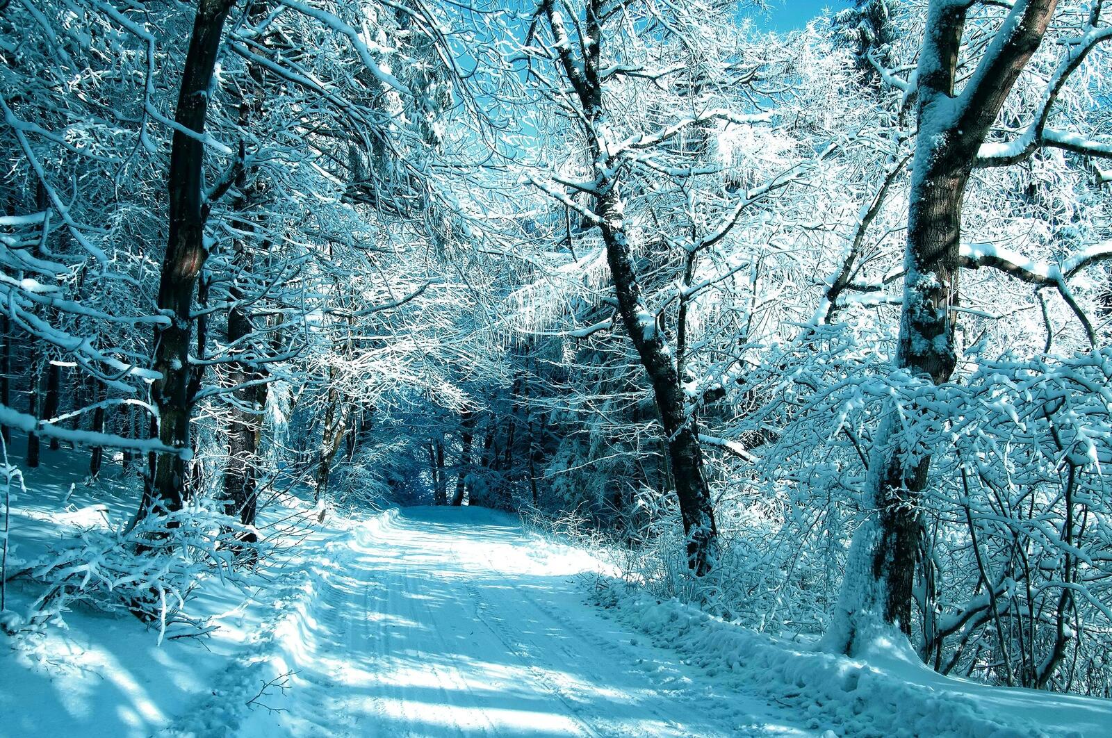 Обои лес мороз дорога на рабочий стол