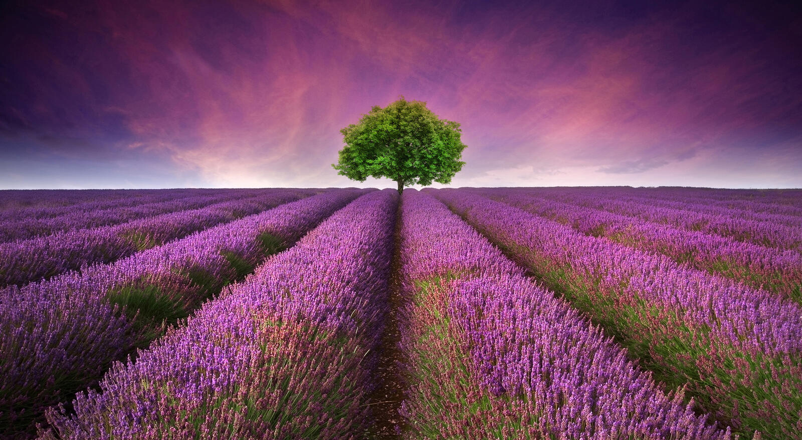 Wallpapers tree lavender field nature on the desktop