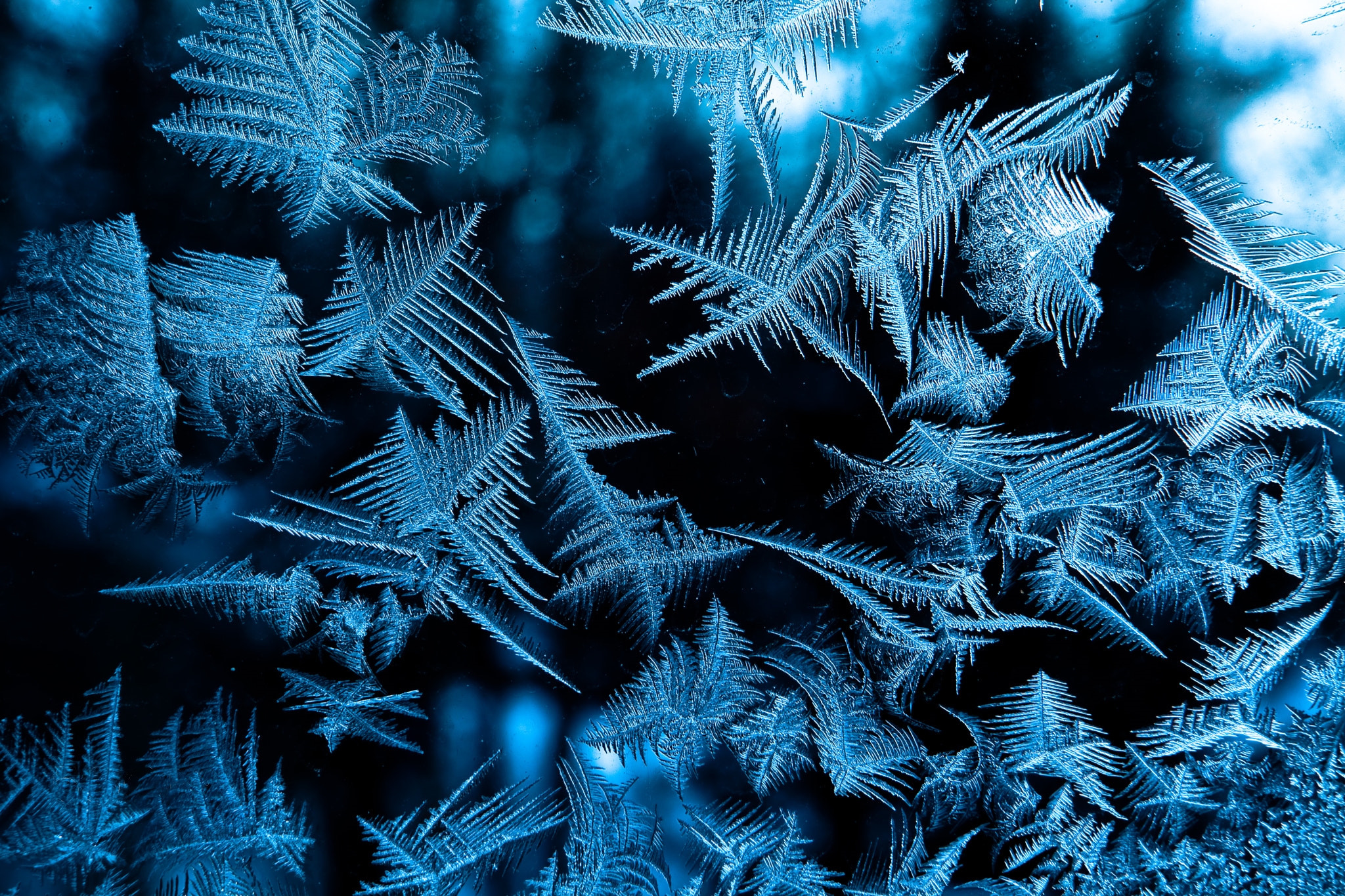Frost painted patterns on the glass · free photo