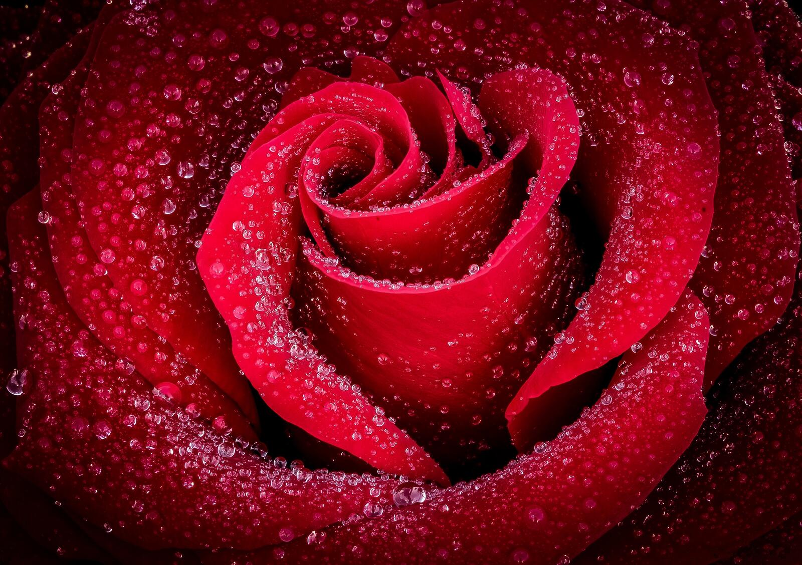 Бесплатное фото Бутон розы крупным планом