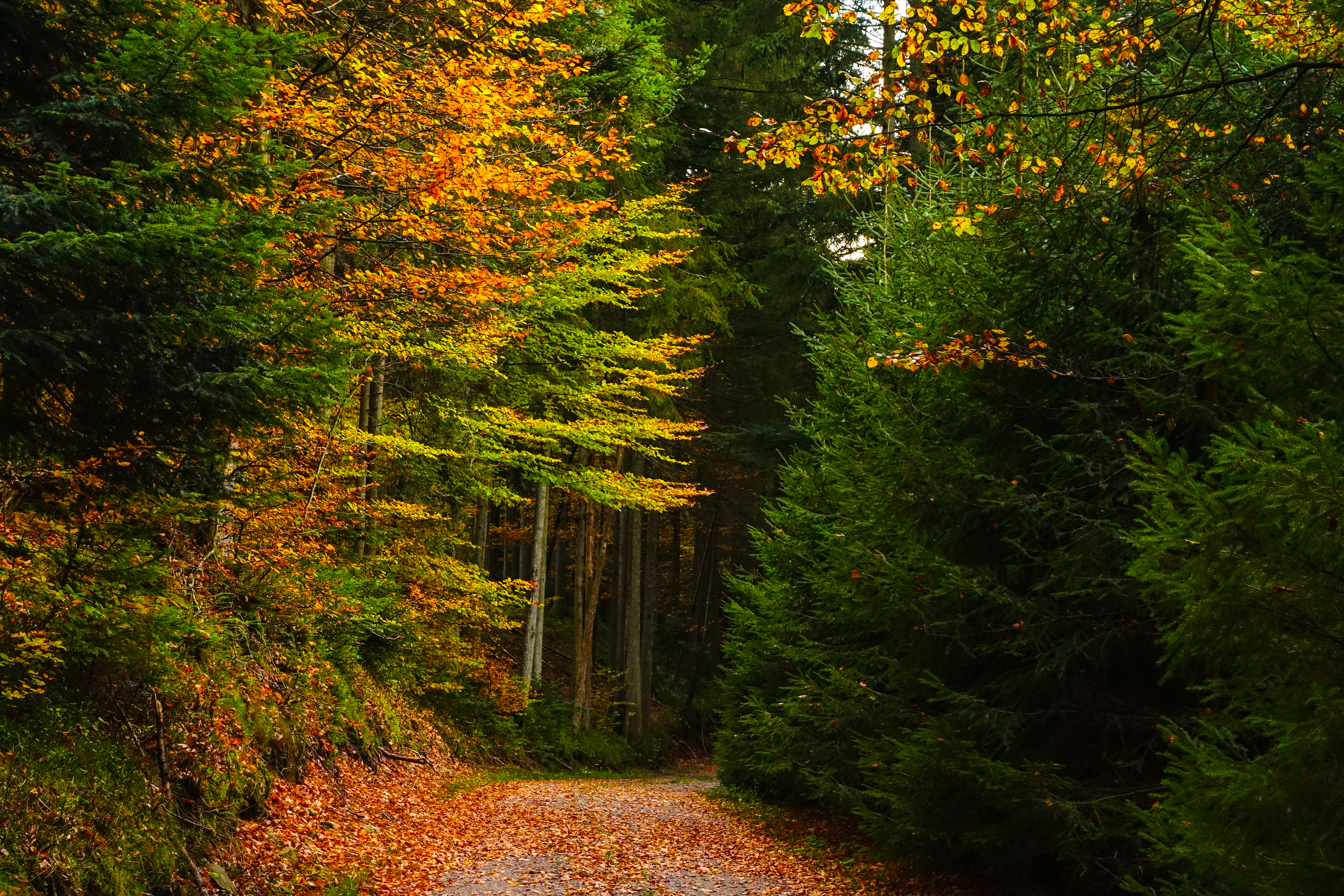 Обои осенние листья дорога в лесу природа на рабочий стол