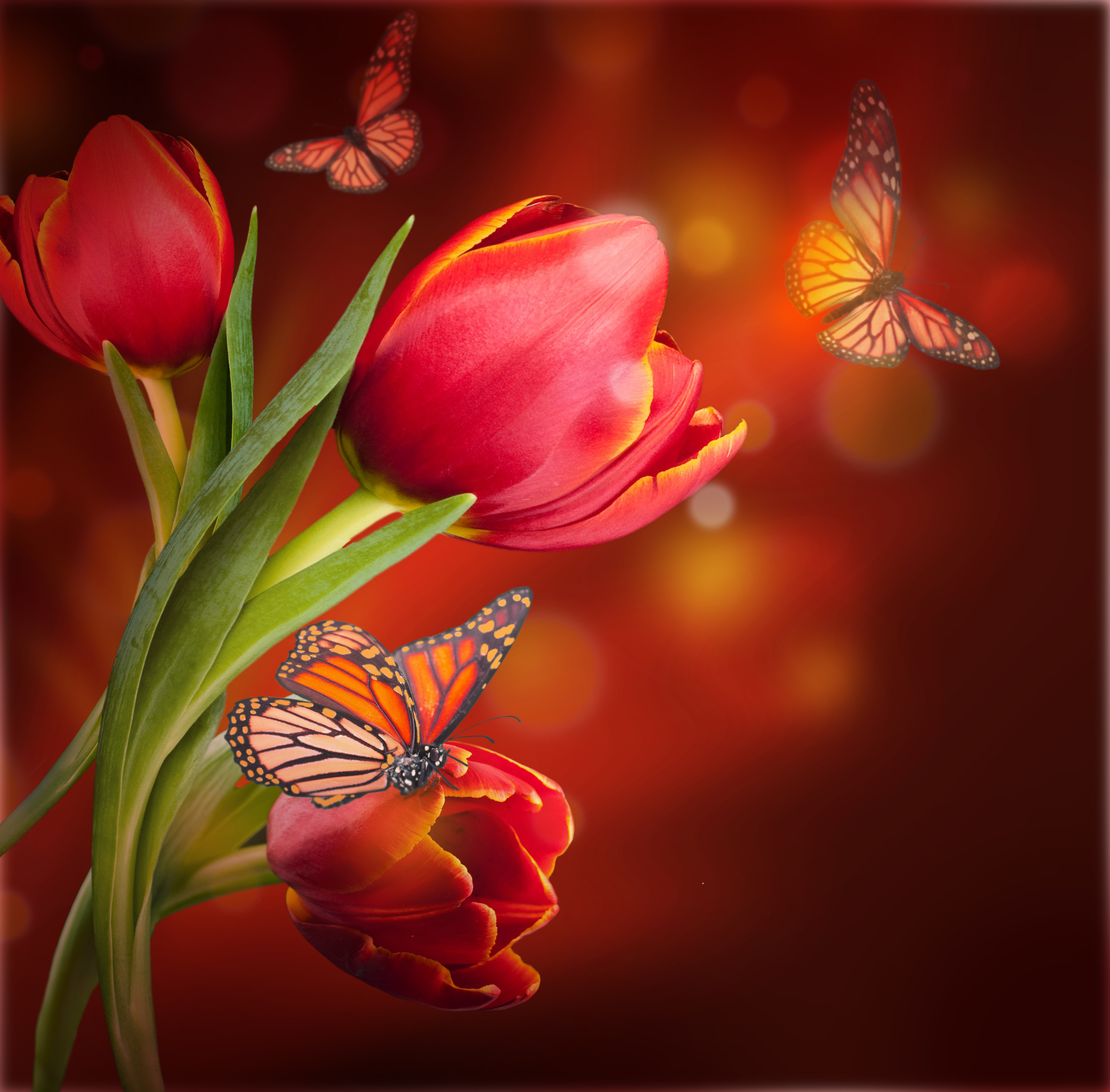 Красный цветок тюльпана