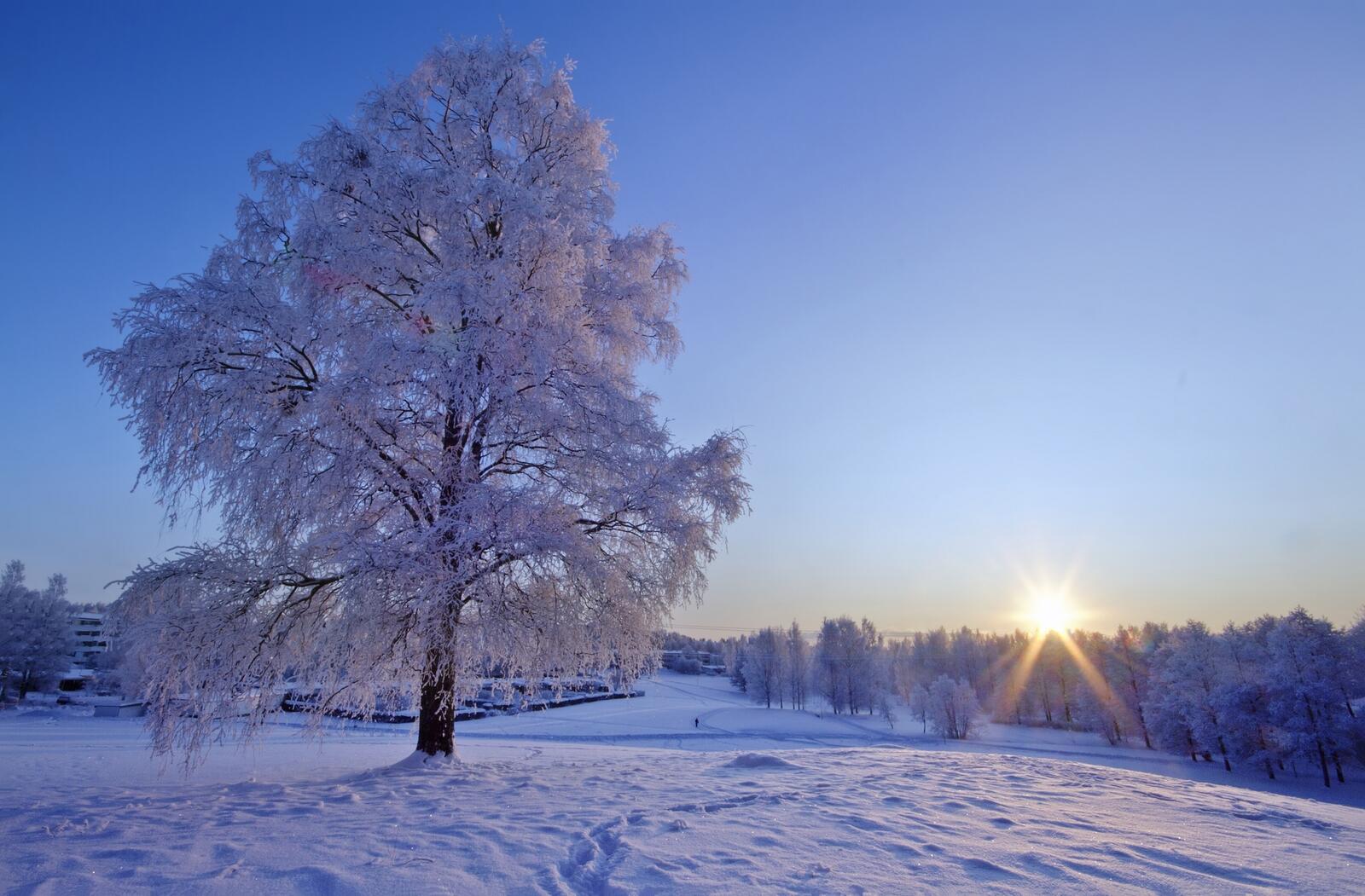 Обои зима дерево солнце на рабочий стол