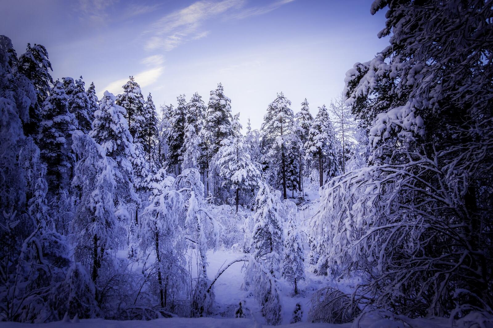 Обои зимний лес зима снег на рабочий стол