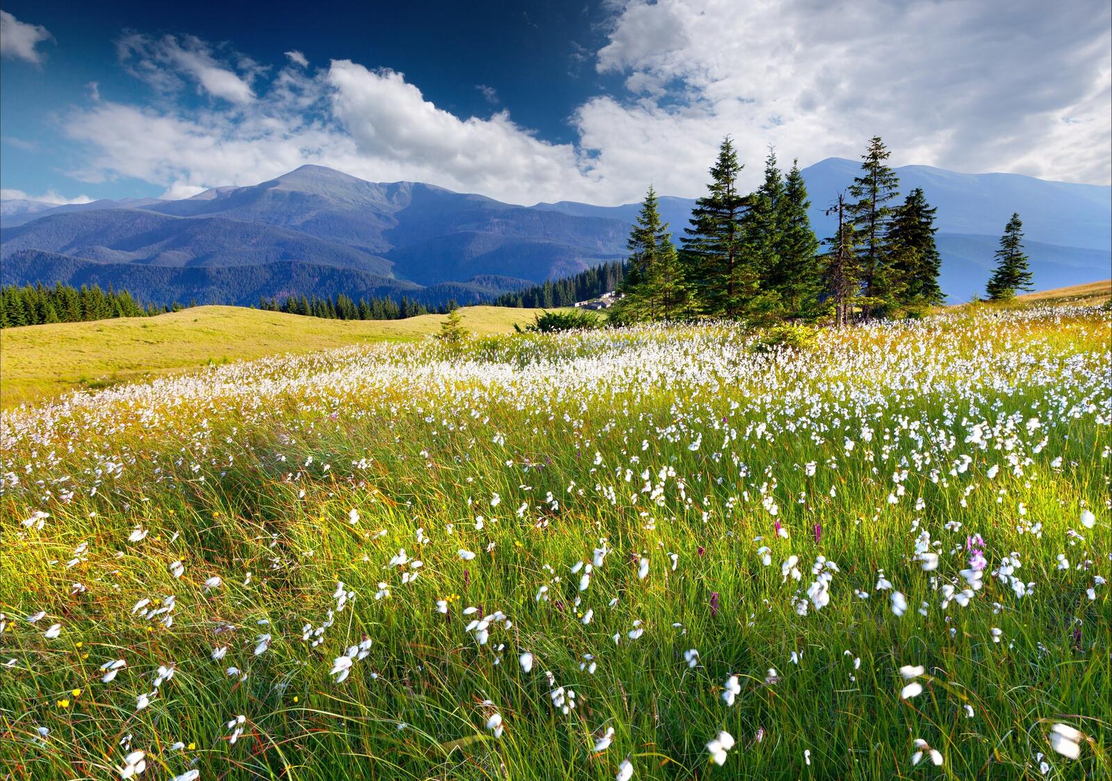 Wallpapers clouds flowers mountains on the desktop