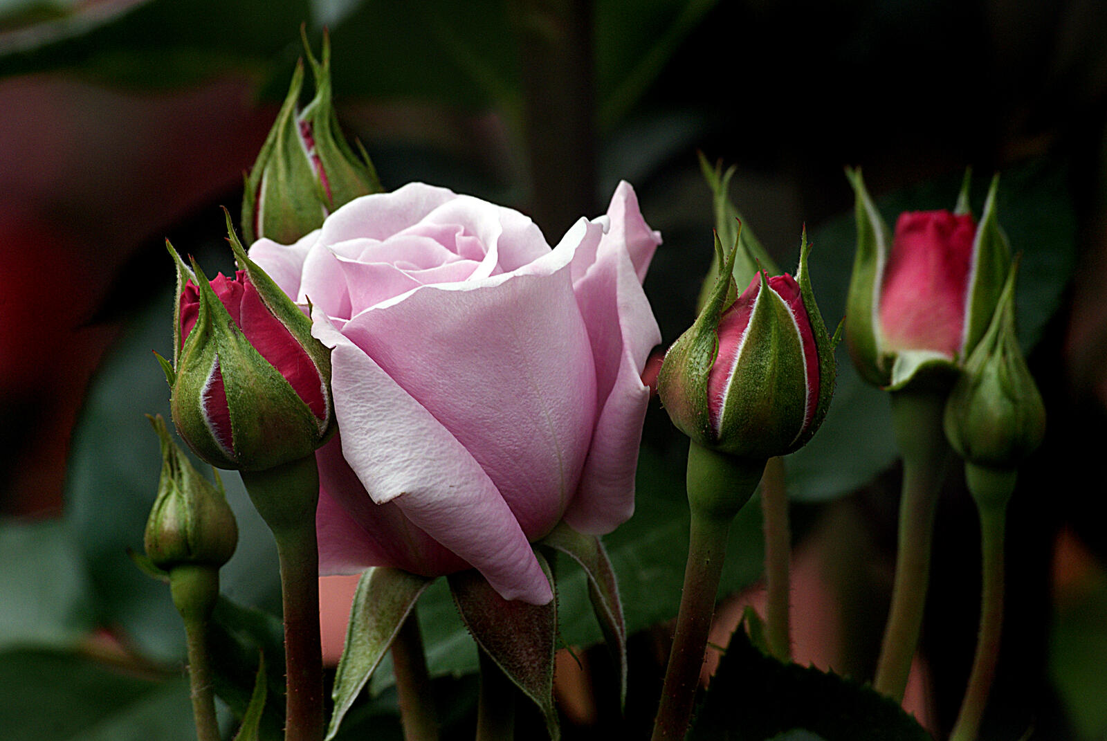 Бесплатное фото Розовая роза и не раскрывшиеся бутоны