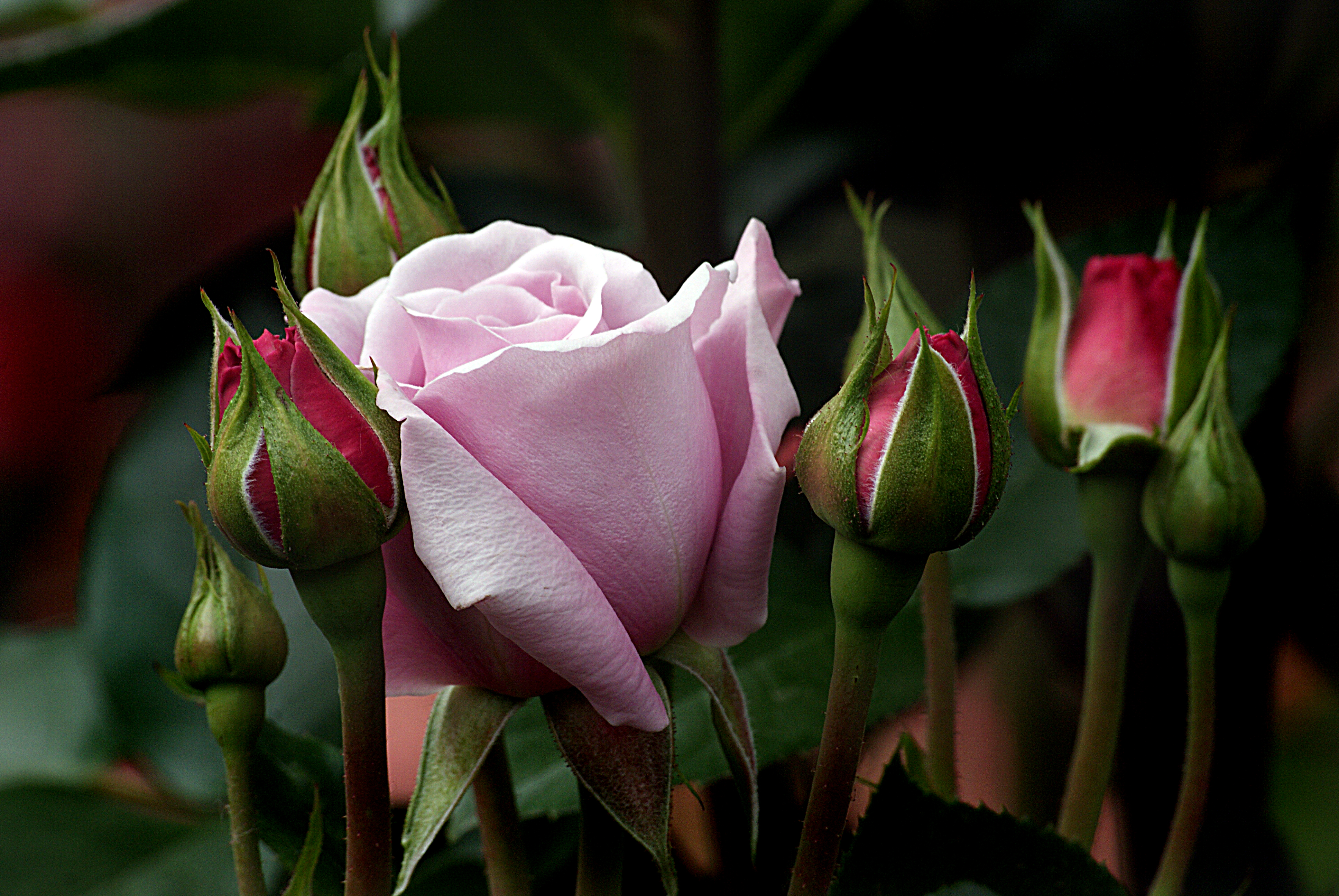 Pink rose and unopened buds - free photo