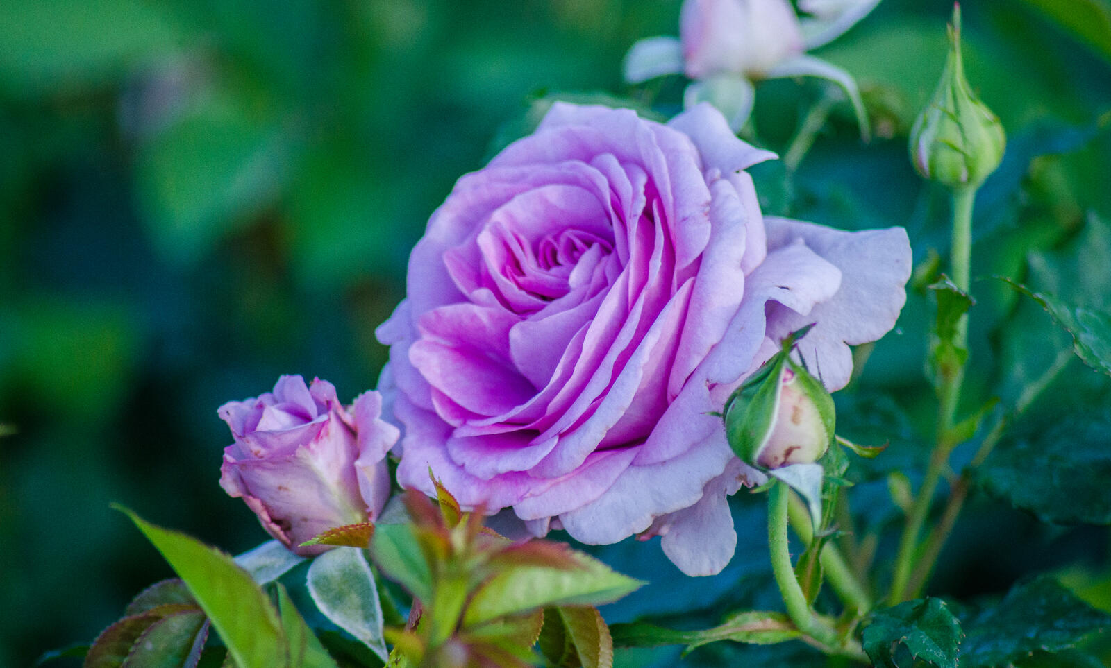 Обои роза пурпурные розы цветы на рабочий стол