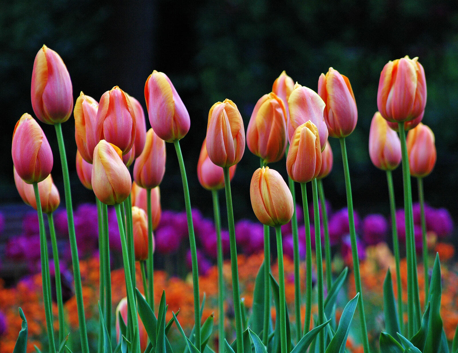 Free photo Pink tulips