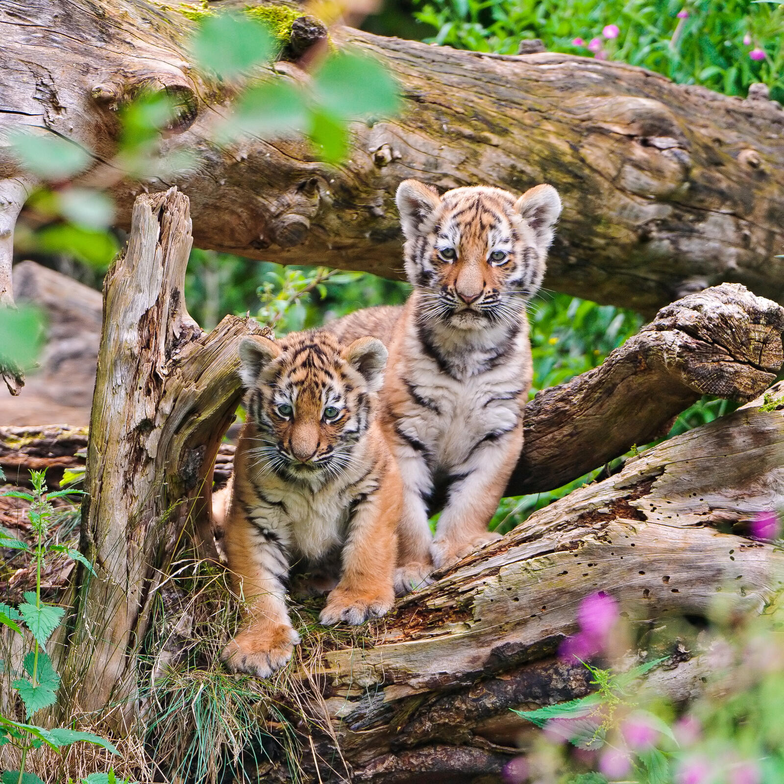 Бесплатное фото Два тигренка в свержении дерева