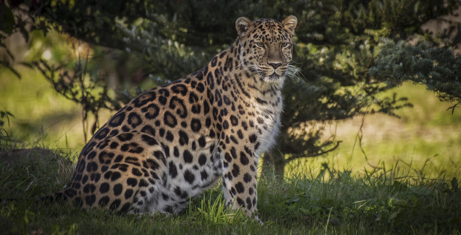 Обои Amur leopard большая кошка зверь на рабочий стол