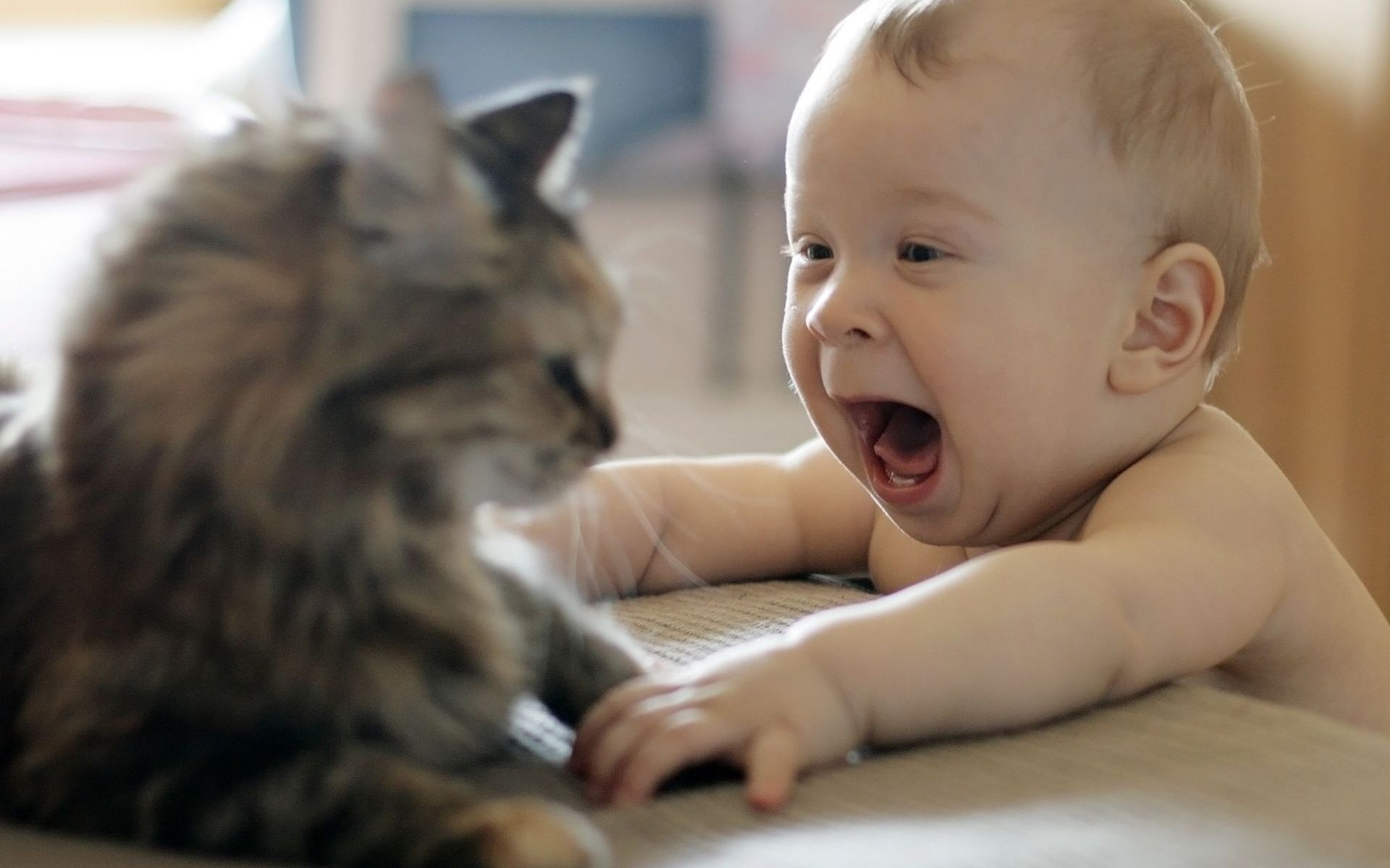 Photo free children, funny, cats
