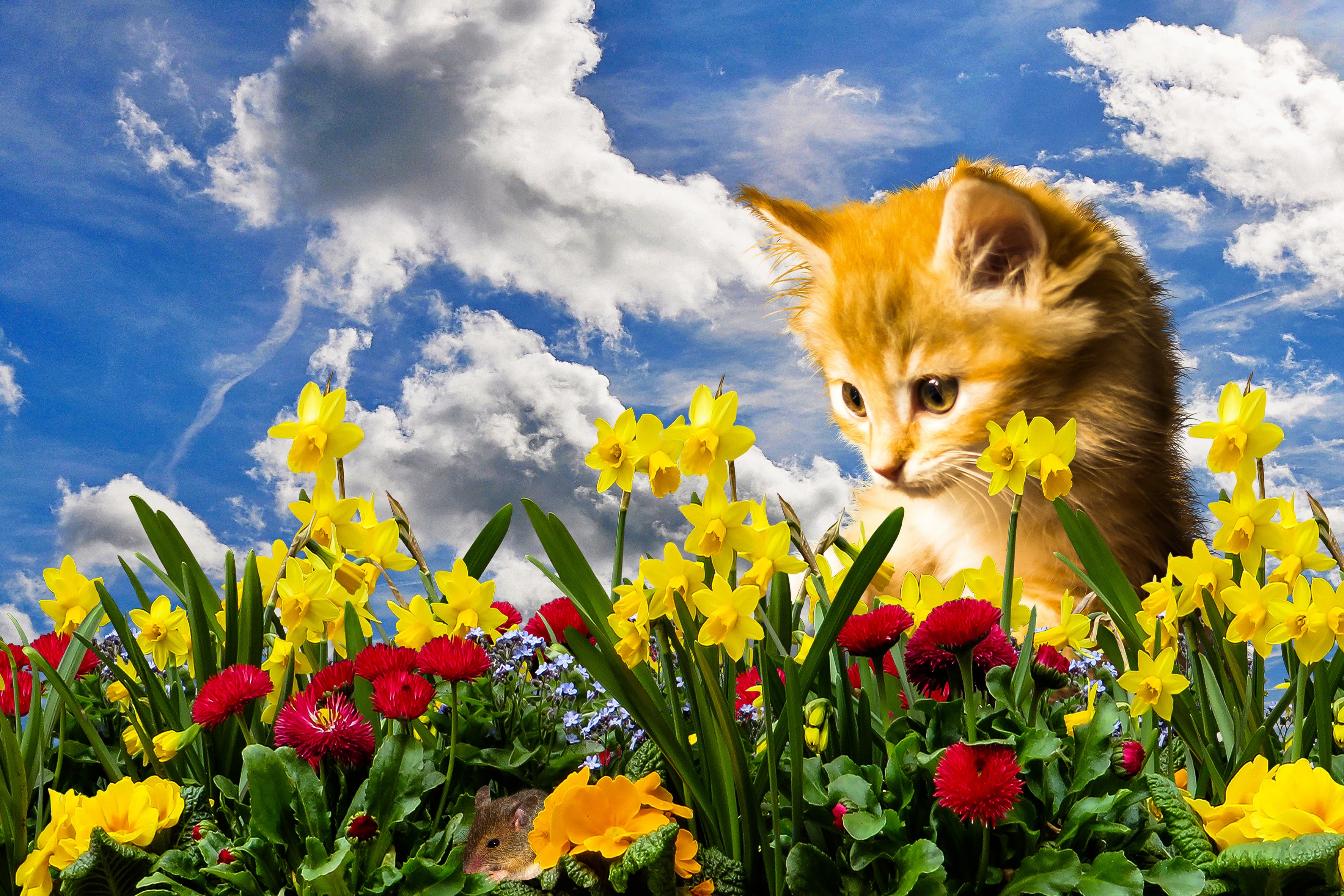 Wallpapers cat mouse field on the desktop