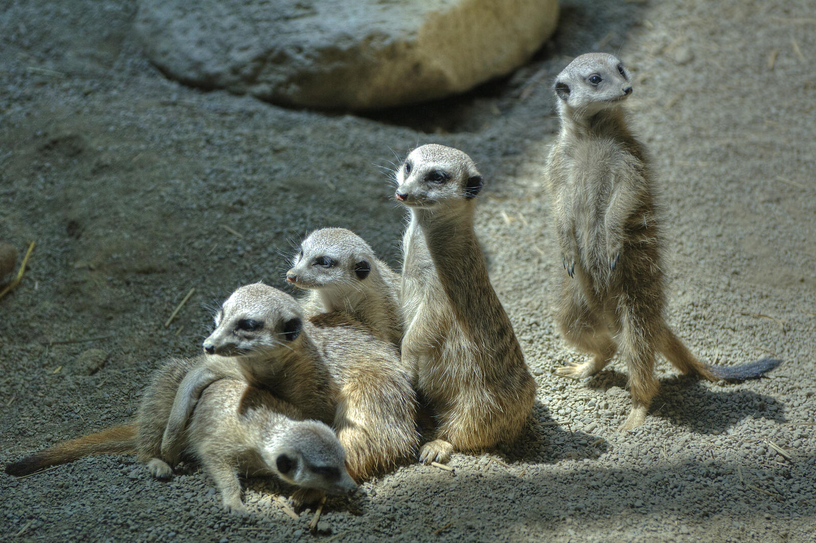 Free photo 5 meerkats
