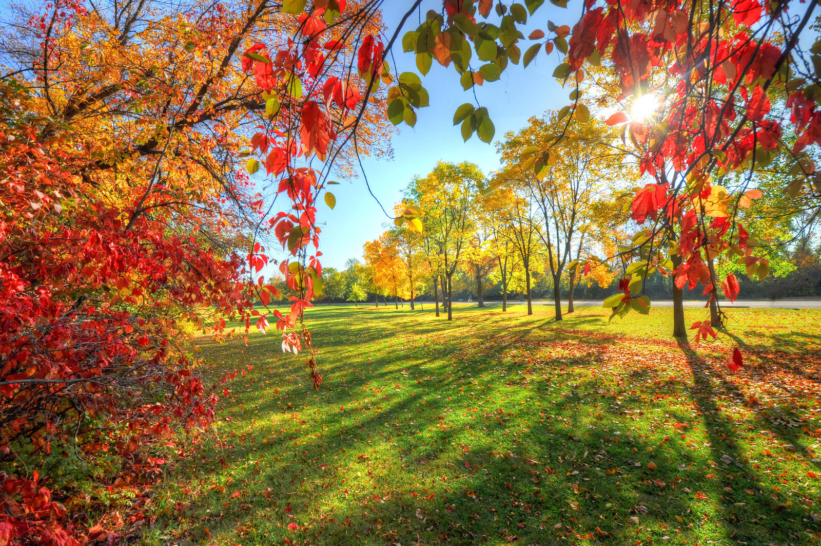 Бесплатное фото Разноцветные деревья в осенний солнечный день