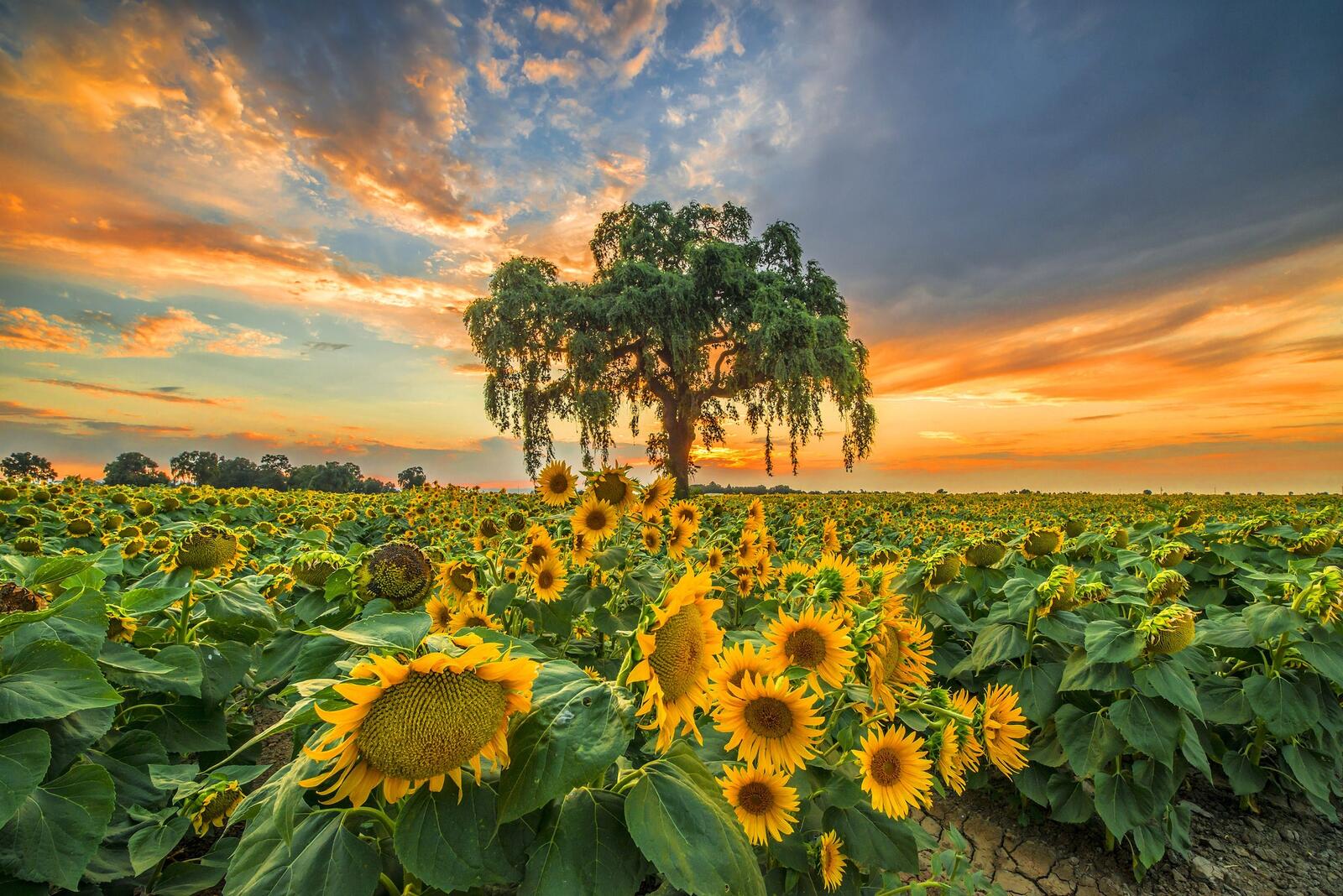 Wallpapers nature sunflowers tree on the desktop