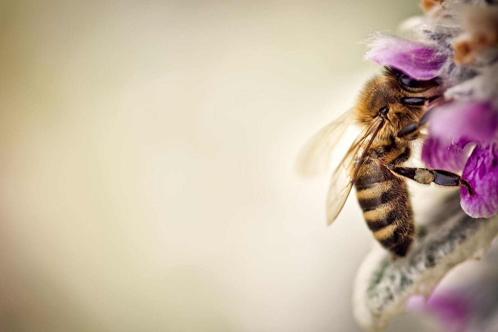 Обои пчела опыление цветок на рабочий стол