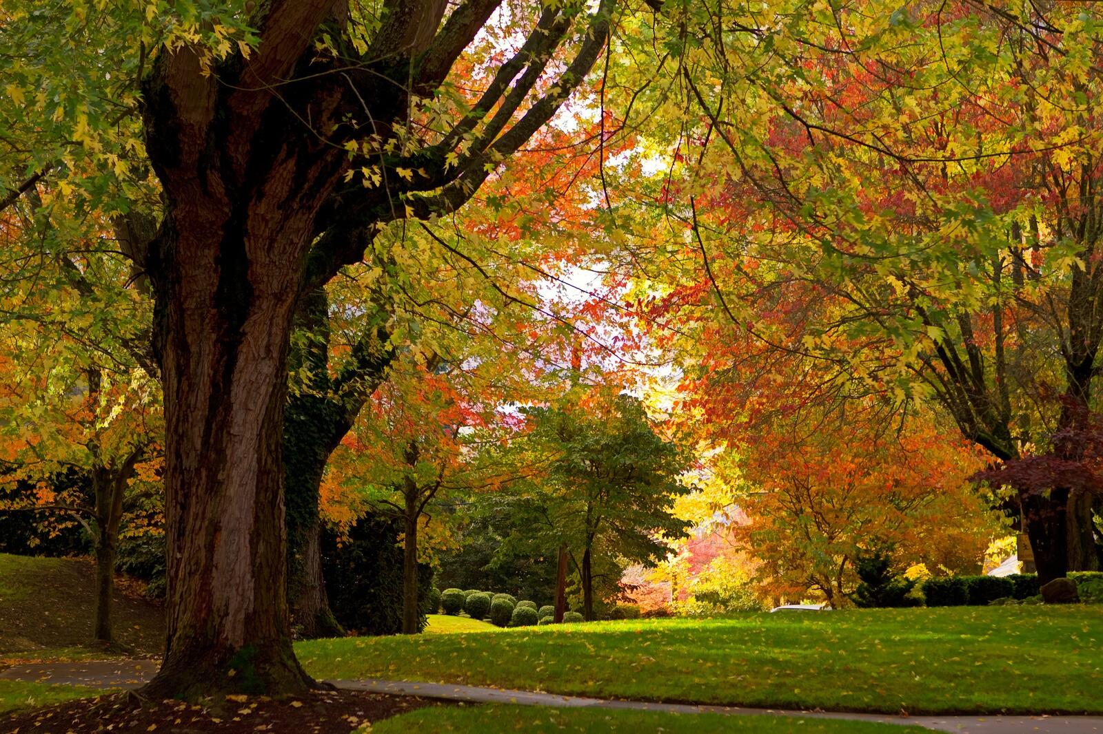 Wallpapers foliage trees path on the desktop