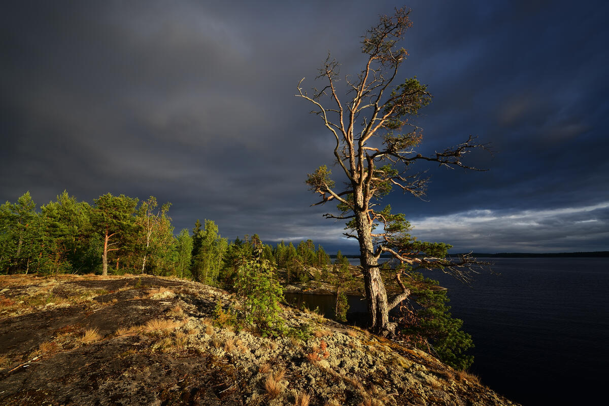 Lonely pine tree and overcast sky