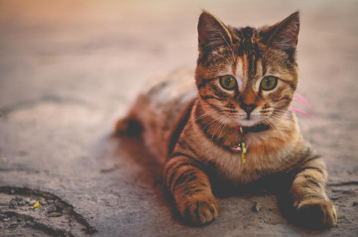 Kitty - adorable with a collar
