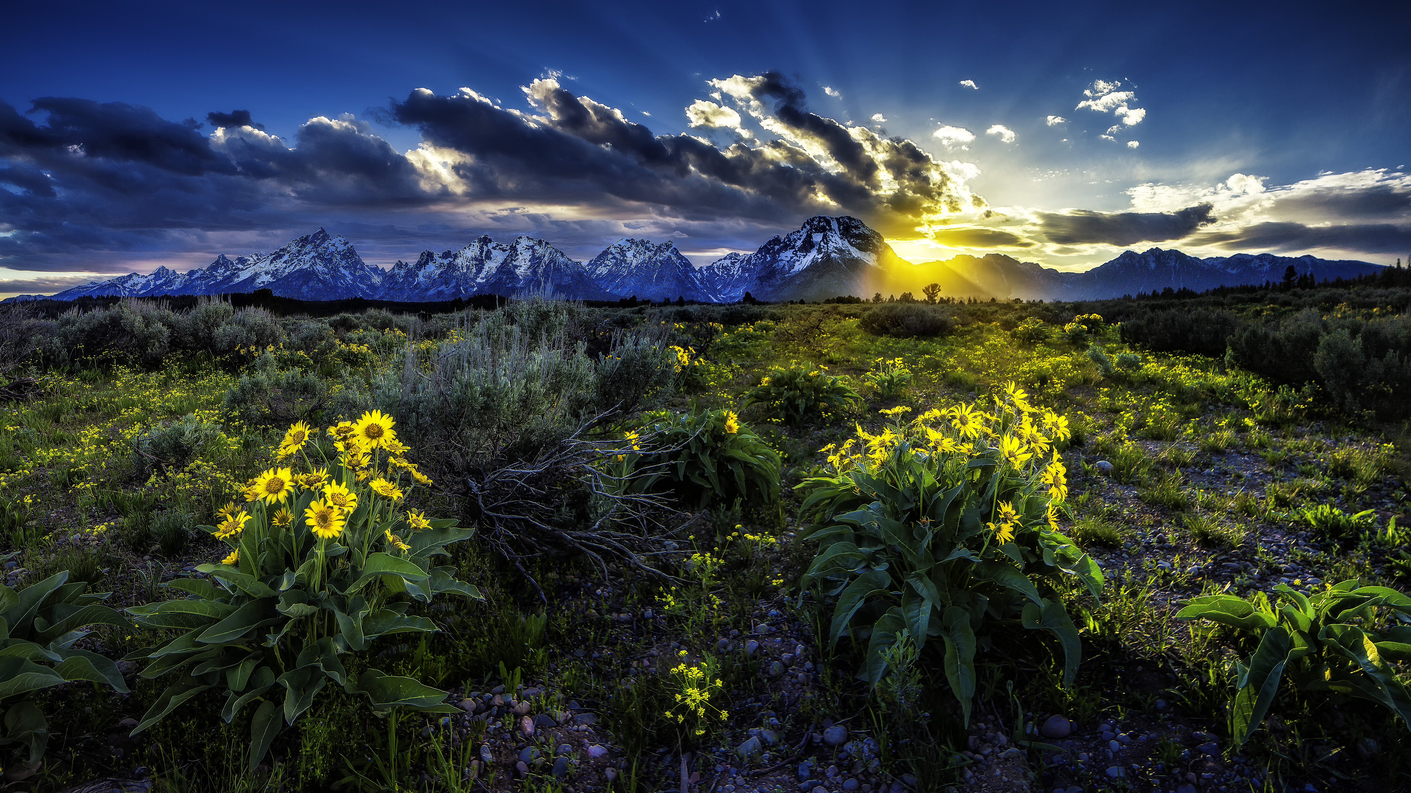 Обои цветы национальный парк Гранд-Титон закат на рабочий стол