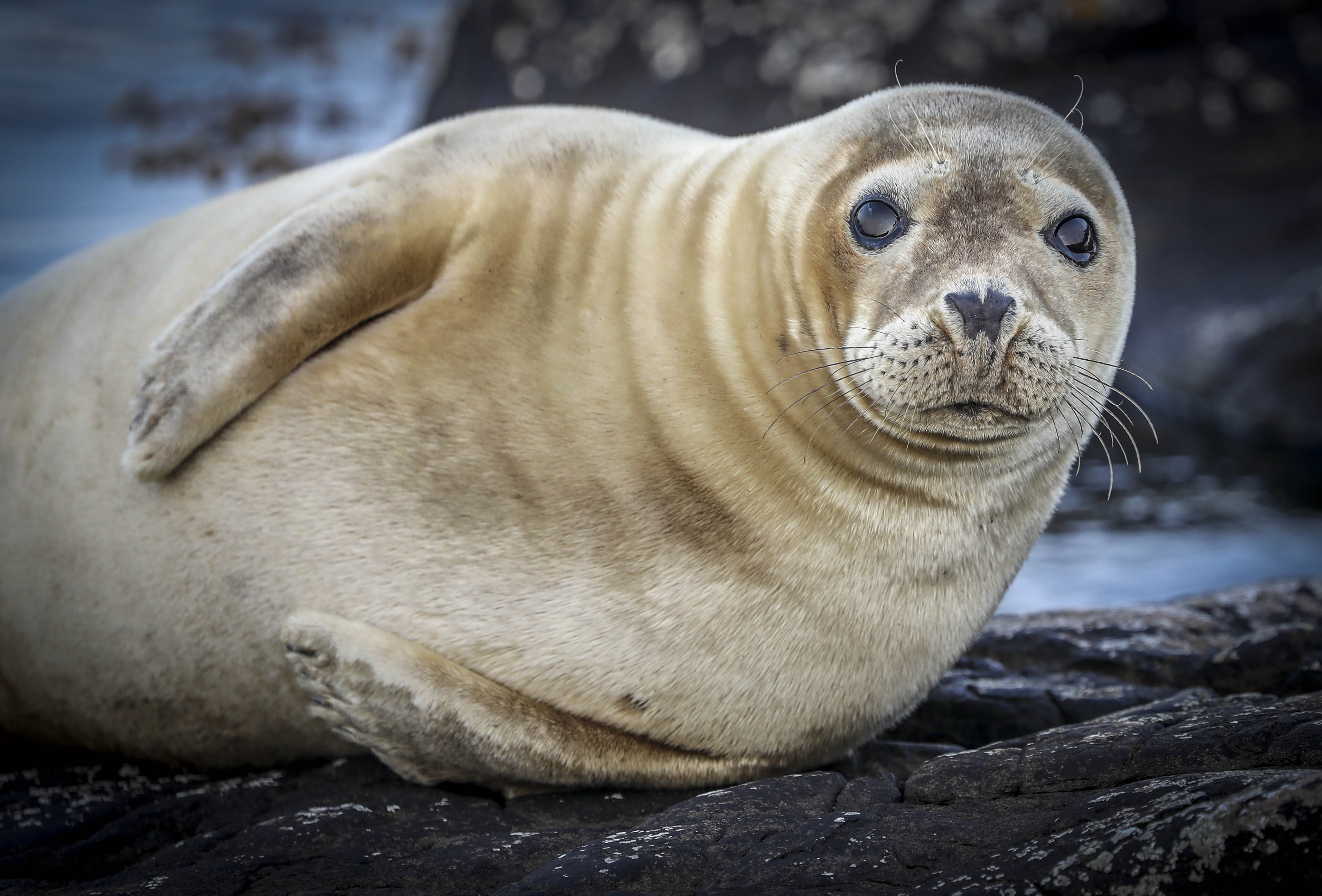 Фото бесплатно тюлень, seal, North-East Coast