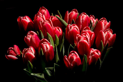 букет флора букет тюльпанов