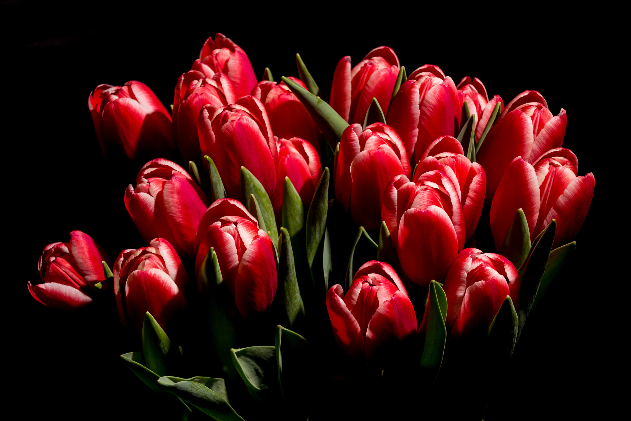 Фото бесплатно букет тюльпанов, тюльпаны, цветы