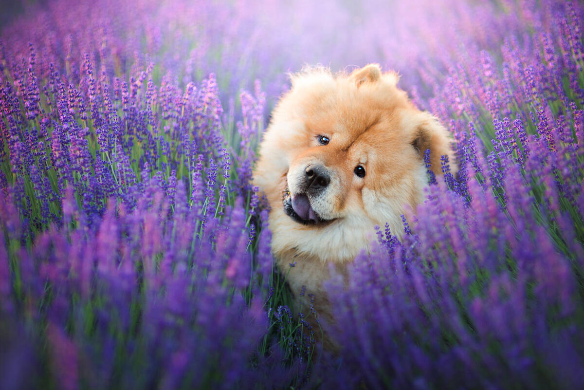 Chow Chow in lavender