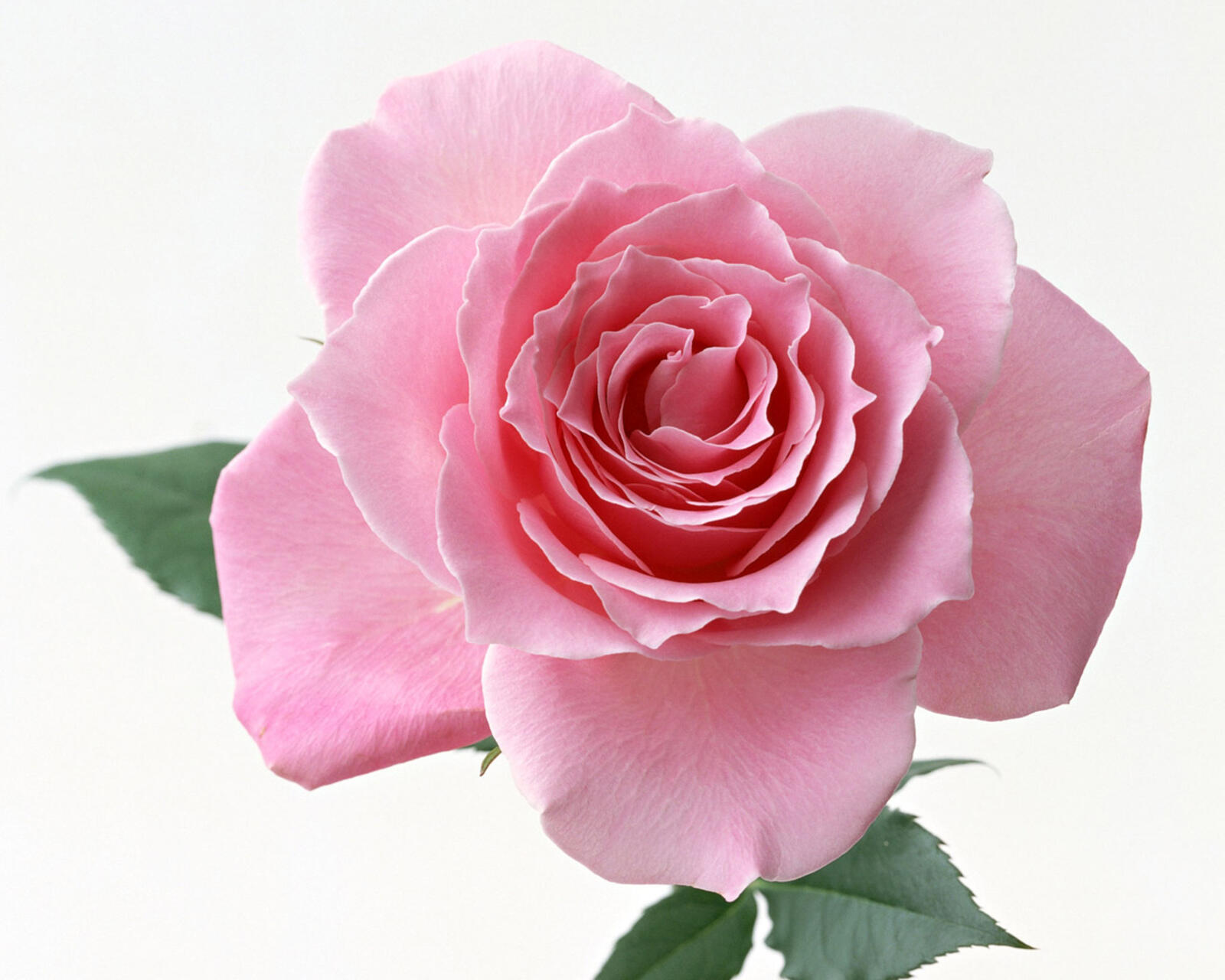 桌面上的壁纸粉红玫瑰 孤芳 特写