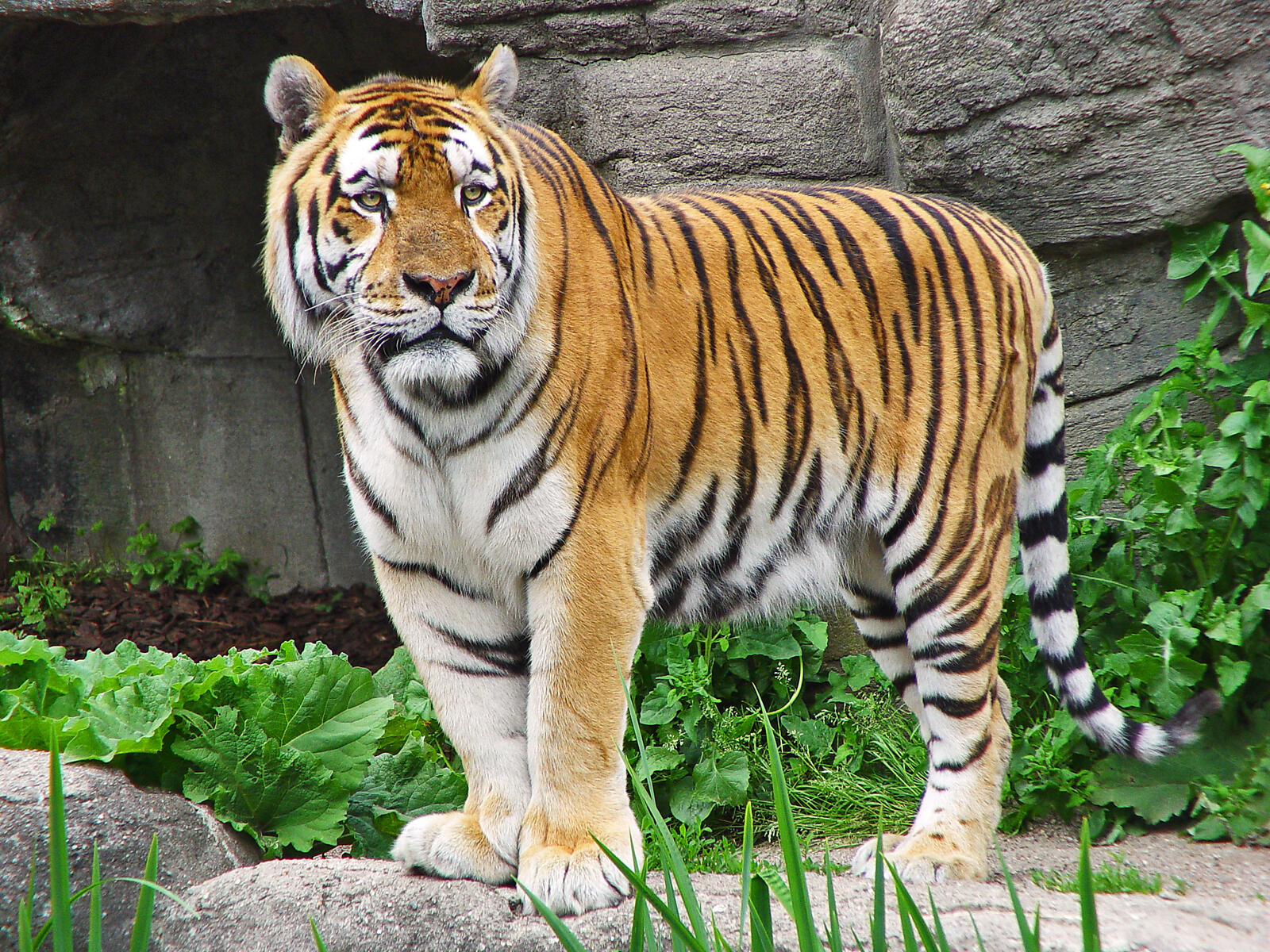 Бесплатное фото Старый тигр в заповеднике