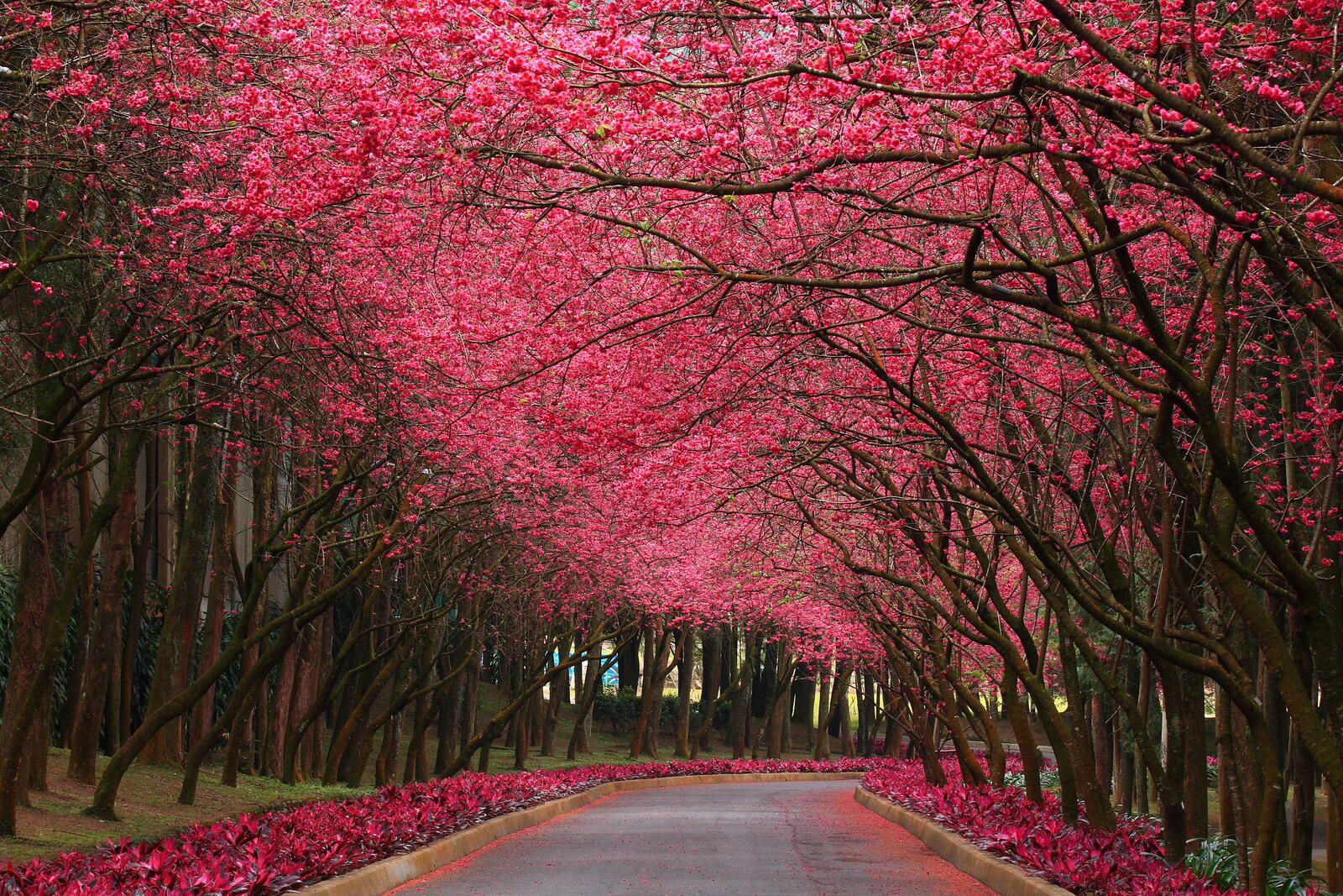 Wallpapers flowers forest road on the desktop