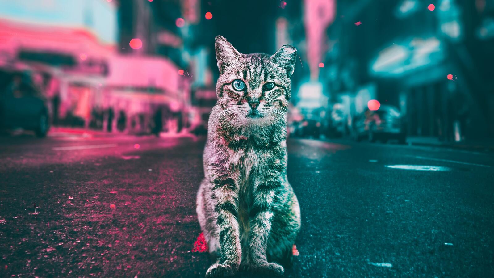 Wallpapers cat streets cats on the desktop