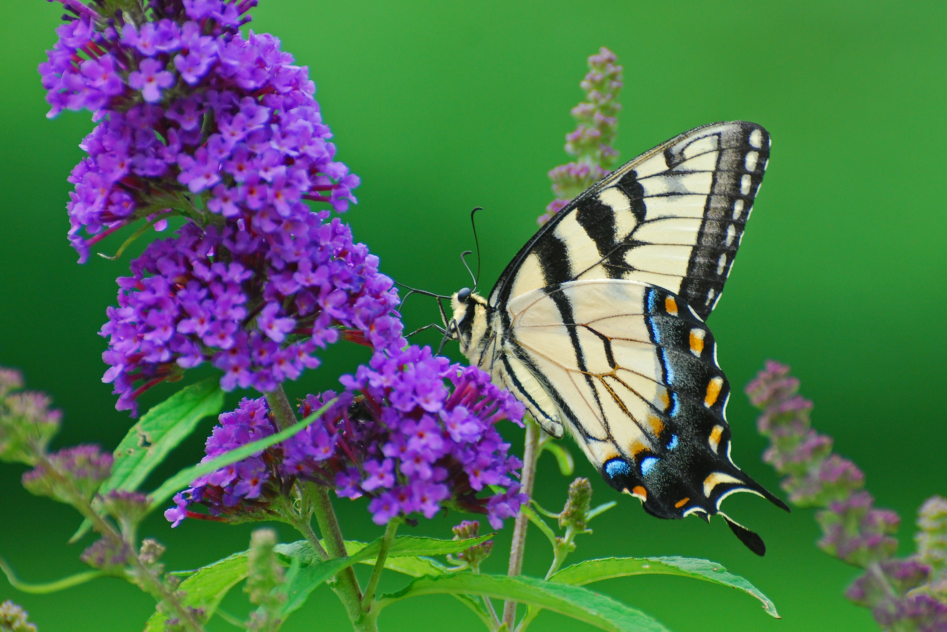 Wallpapers nature flower Tiger Swallowtail on the desktop