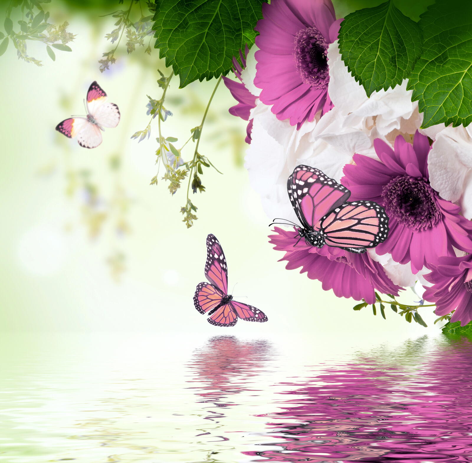 Wallpapers butterfly flowers bloom on the desktop