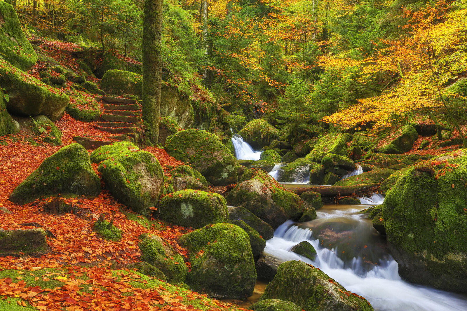 Wallpapers Fall above the German Black Forest autumn forest on the desktop
