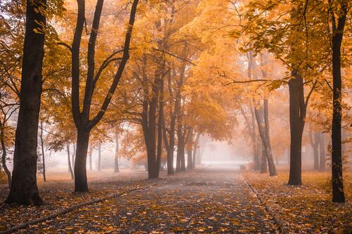 Misty morning in autumn park