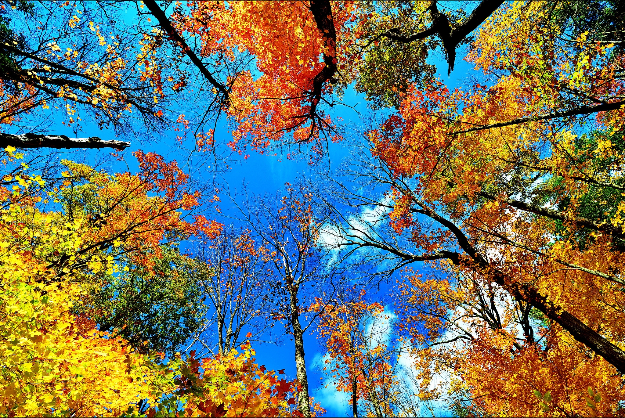 Осенний лес верхушки деревьев