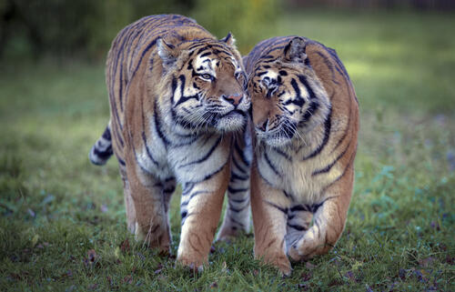 Популяция амурских тигров