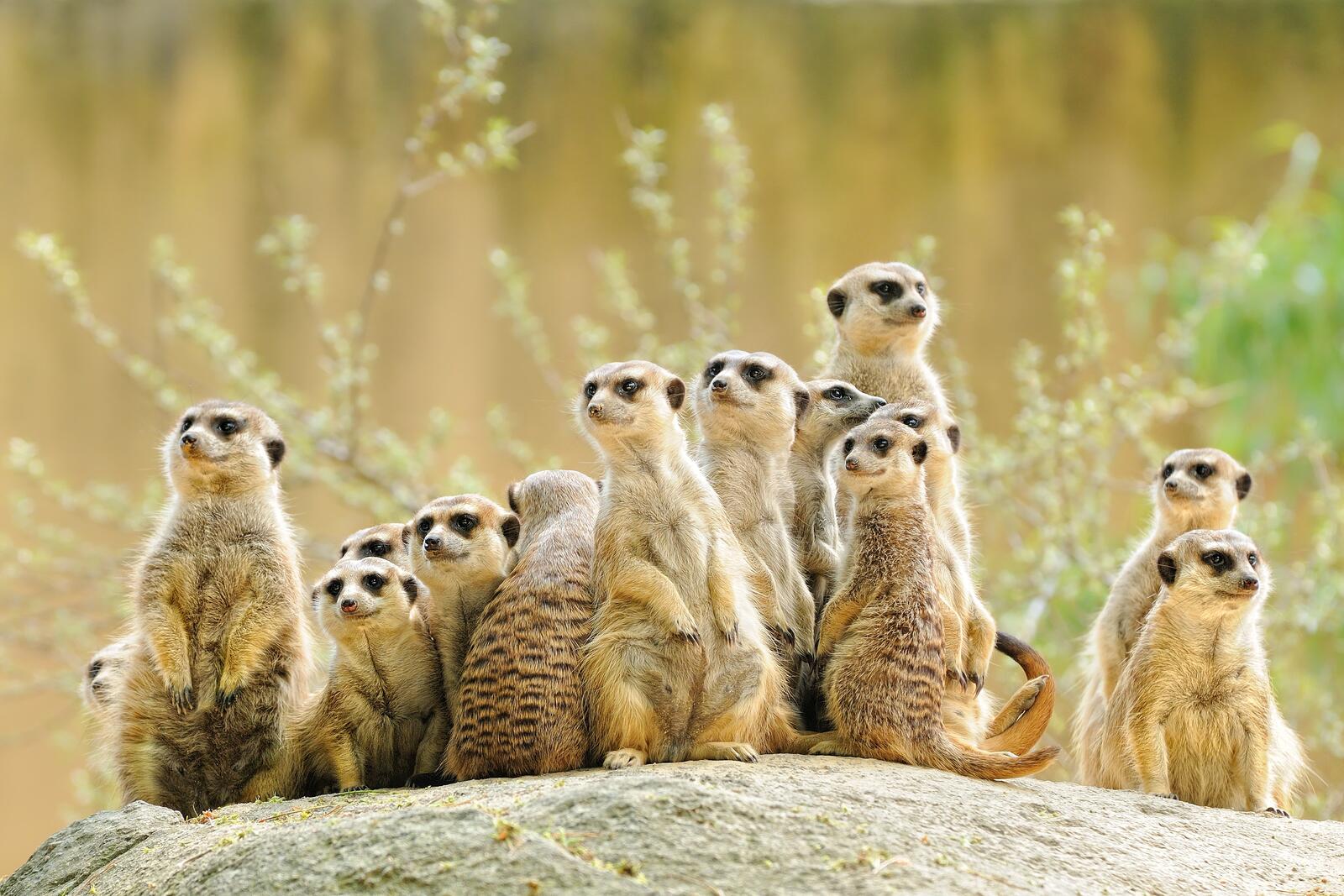 Wallpapers meerkat family suricate on the desktop