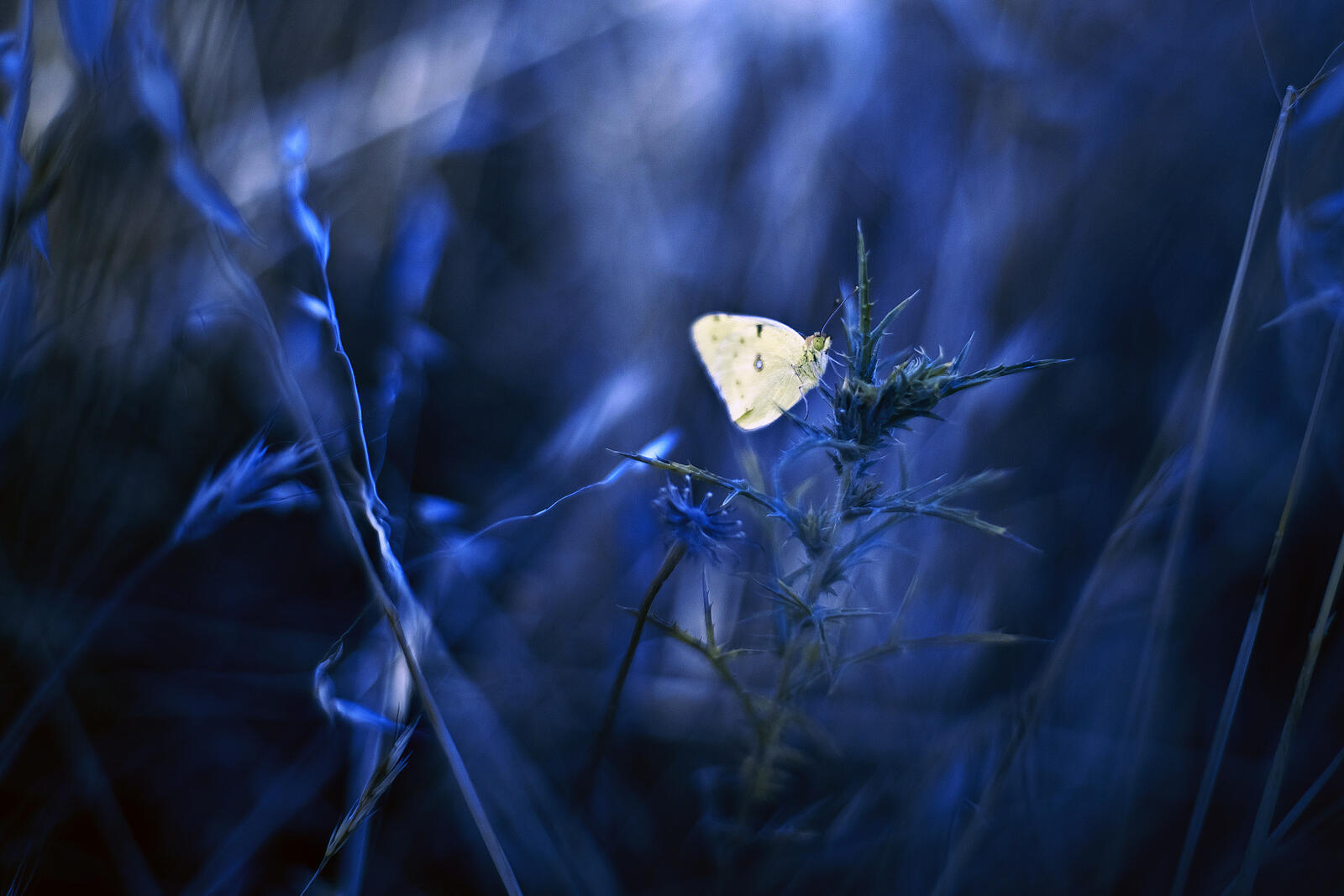 Бесплатное фото Цветы и бабочка