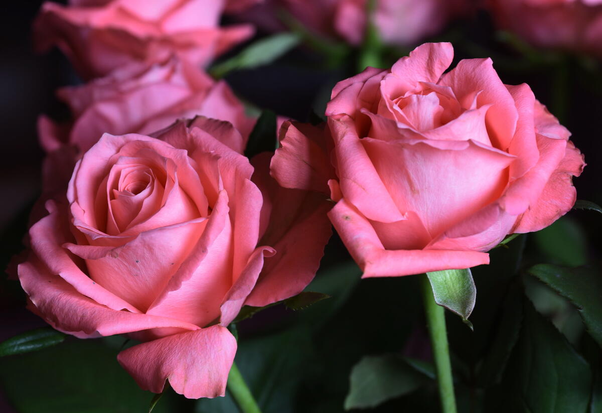 粉红色的玫瑰花束