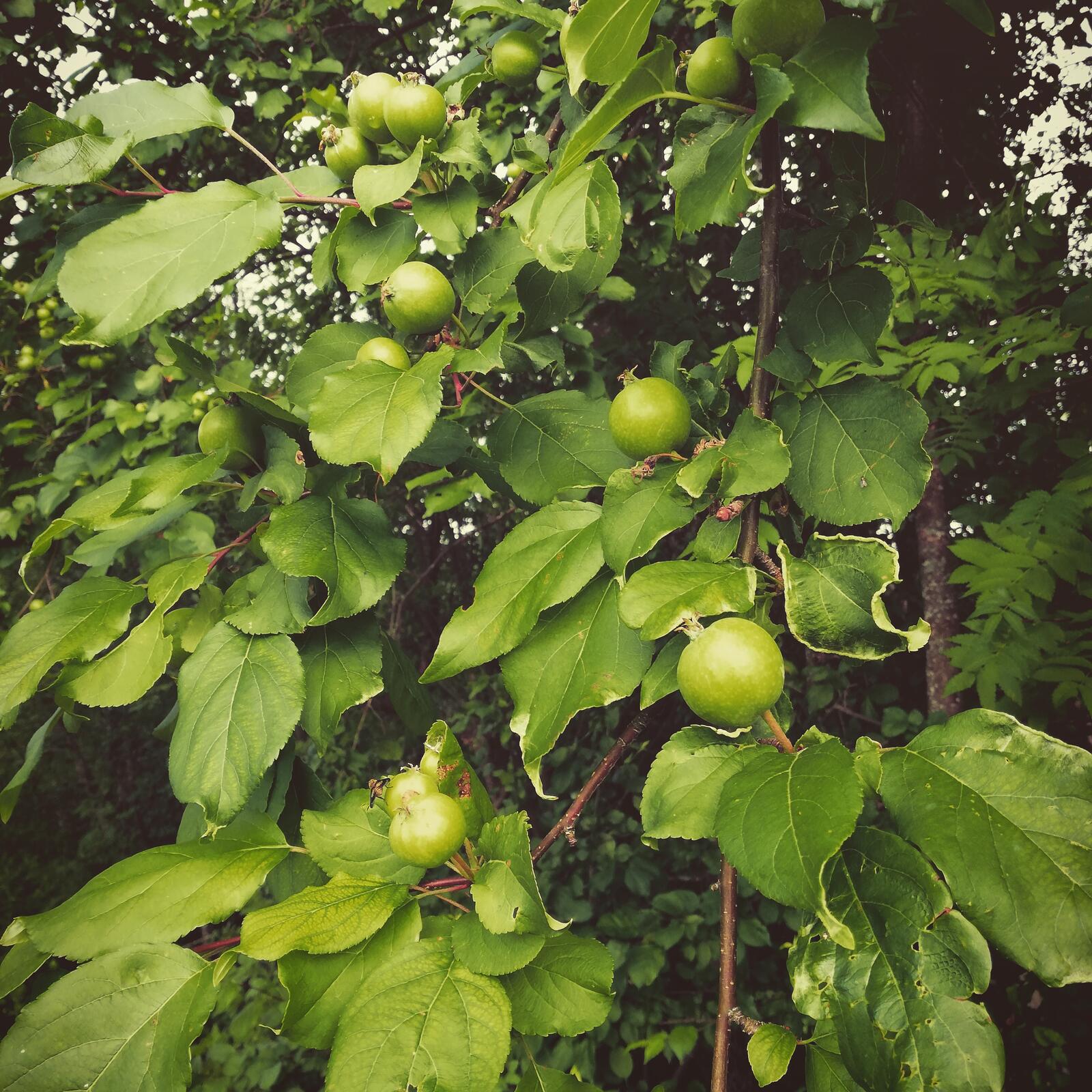 Обои яблоня яблоки дерево на рабочий стол