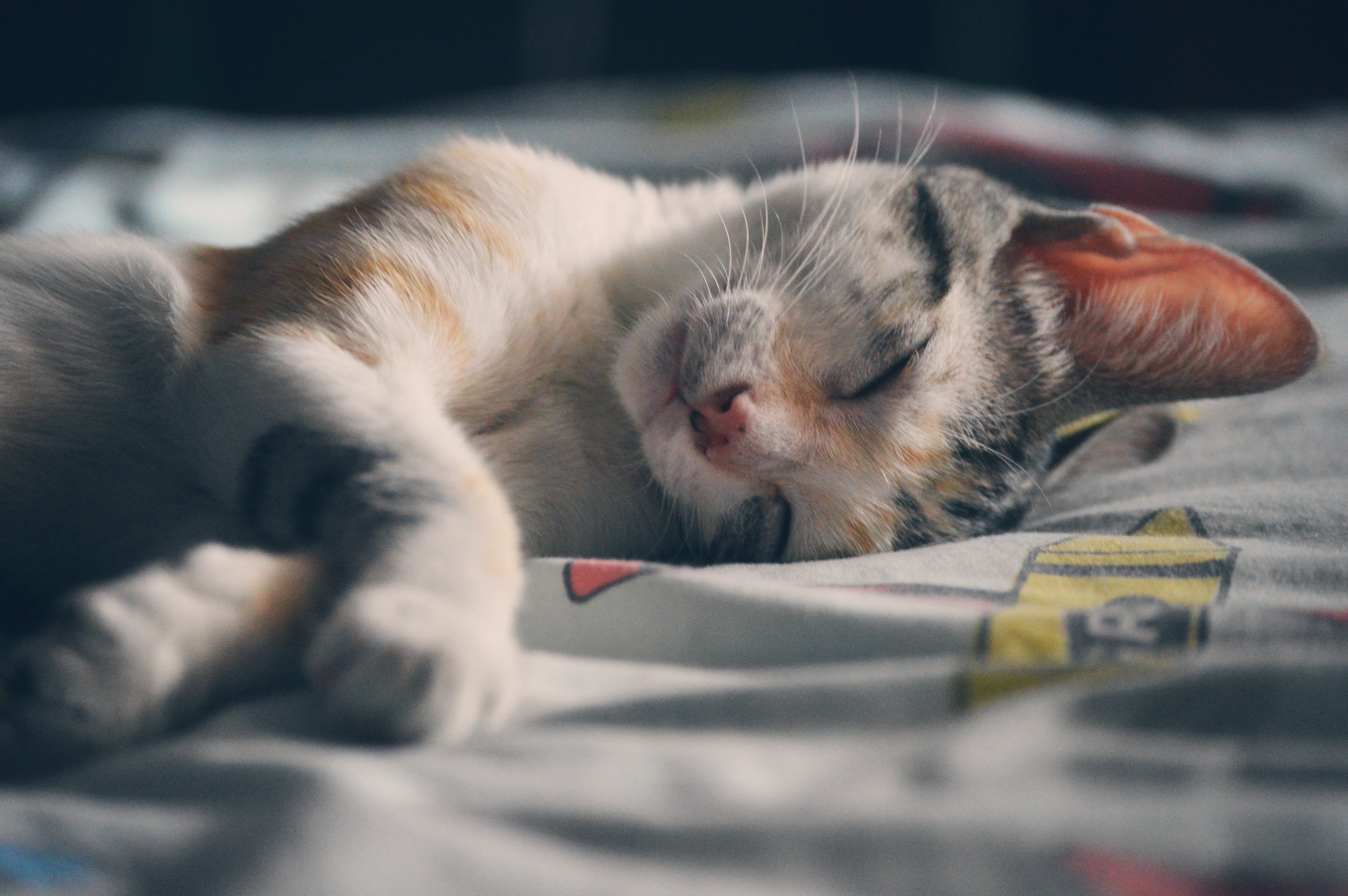 Сладко спящий кот · бесплатное фото
