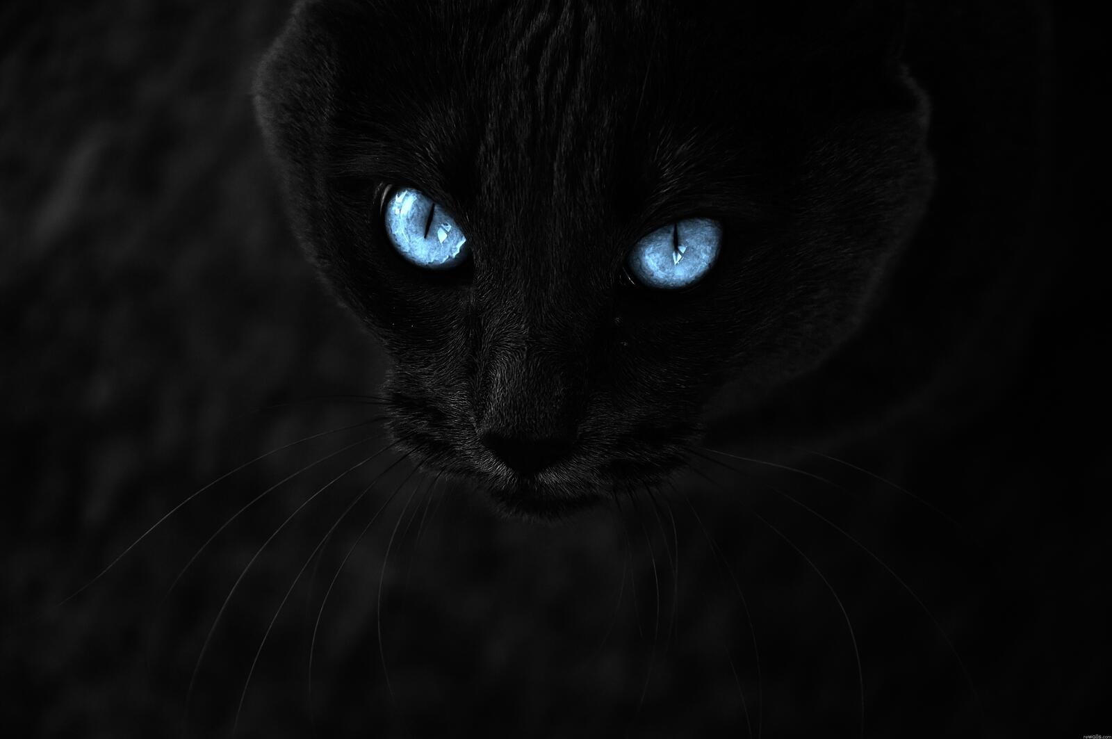 桌面上的壁纸黑色背景 黑色 猫