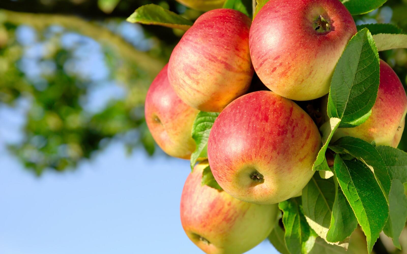 Обои яблоко фрукт природа на рабочий стол