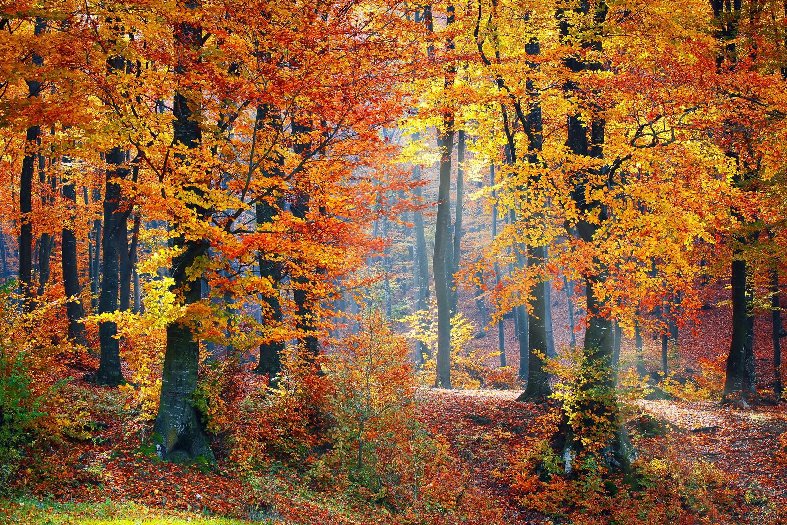 Wallpapers Park autumn colours autumn colors on the desktop